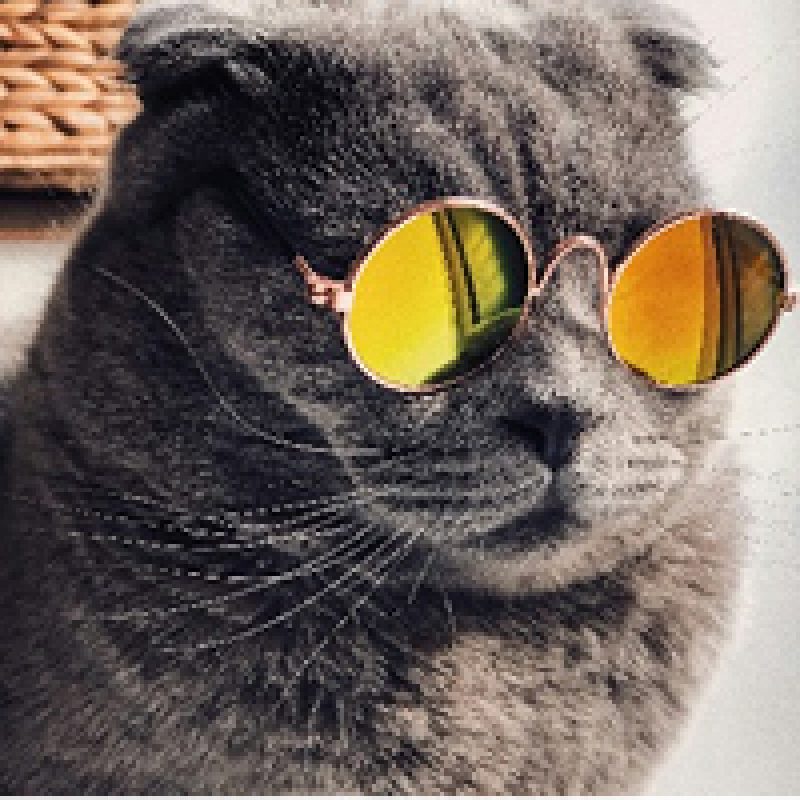 Group logo of Cat Lovers